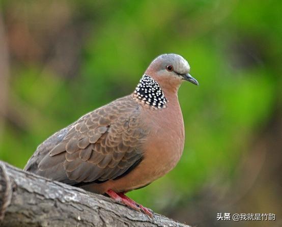 反犬旁的獾是什么动物:《山海经》中的“灌灌”到底是什么异兽？它又有什么神奇？