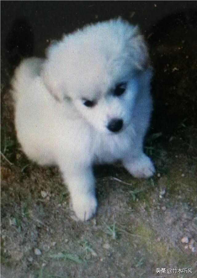 萨摩耶犬的饲养方法:我家养了一只萨摩耶犬，可它很胆小。怎么办？