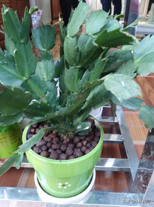 水草泥替代:家里养鱼的朋友们:我想问，陶粒砂与水草泥有什么不同？