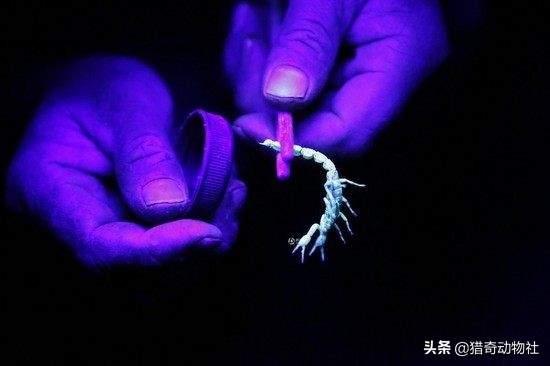 非洲帝王蝎:非洲帝王蝎子 蝎子很贵，沙漠蝎子多咋没有人去捉？
