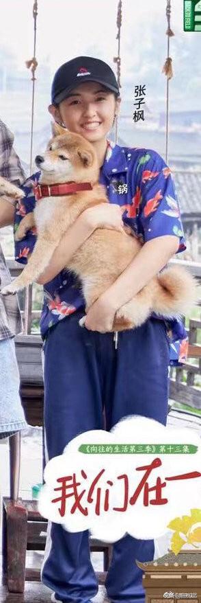 女人爱狗狗pp截图:为啥现在这么单身的漂亮女性都喜欢养狗，小泰迪尤其最多？