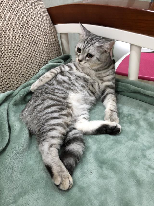 怎么判断自己家猫品种:怎么看猫咪是流浪猫还是家养猫？