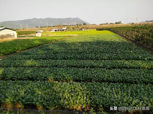 分葱与香葱有什么差别 怎么种植分葱 四川洪哥的回答 头条问答