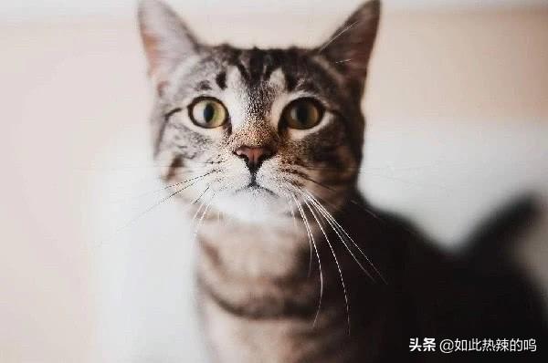 男生宿舍养什么宠物好:又干净又好养的小宠物养什么宠物干净无异味？