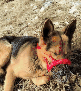 狗咬人的时候将狗打死需不需要赔偿