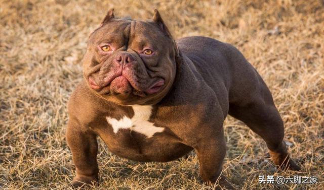 头条问答 恶霸犬适合吃猪肉吗 六脚之家的回答 0赞