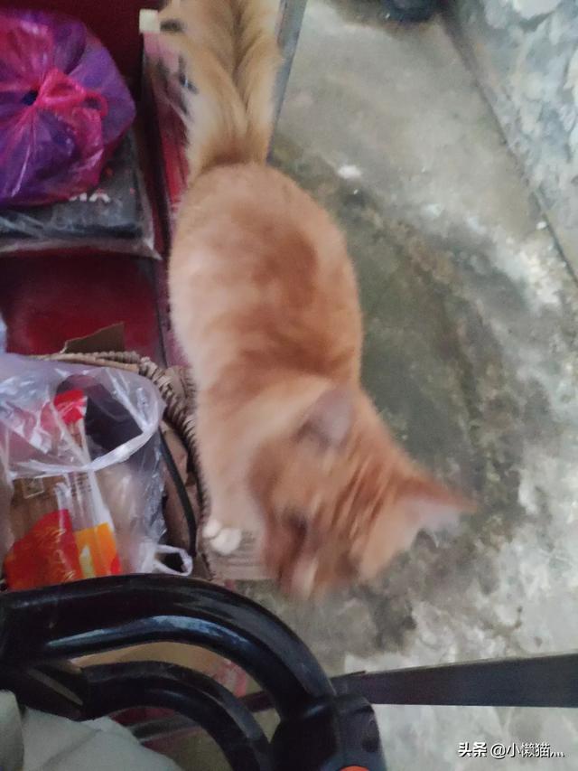流浪猫救主人:流浪猫在门外，不肯离开，怎么办？
