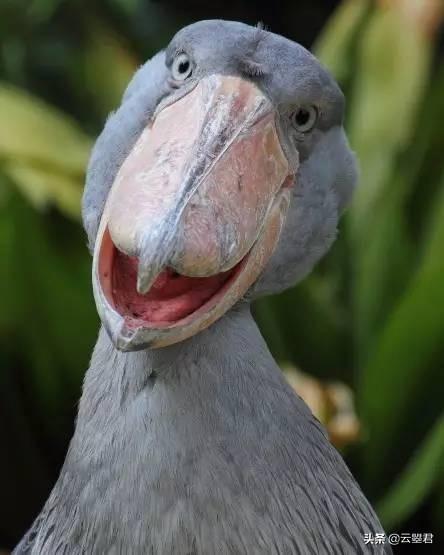 头条问答 - 长的傻不拉几的什么体验?(5个回答)