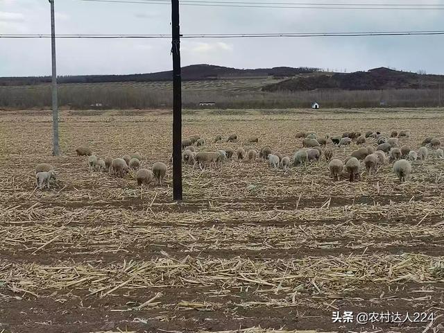 羊一天吃多少玉米合适？