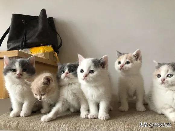 卡尔特猫和蓝猫生出的宝宝什么样:猫妈妈为什么会生出不同颜色的小猫？