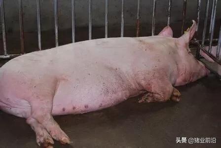 孕中期死胎有什么症状:孕中期死胎是什么原因造成的 胎停育，一般会有哪些症状？