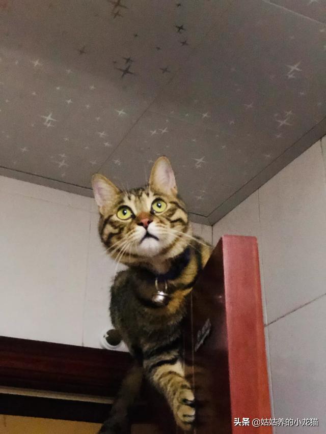 外国评价中国狸花猫:这是虎斑还是狸花猫，谢谢谢？ 外国狸花猫价格多少钱一只