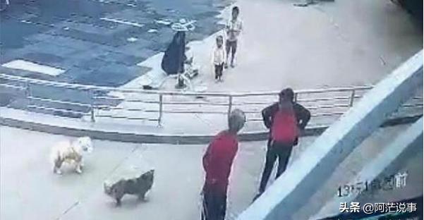 80岁老人遛狗不栓绳,遭中年男子暴打,疑因小狗追人,谁的错？