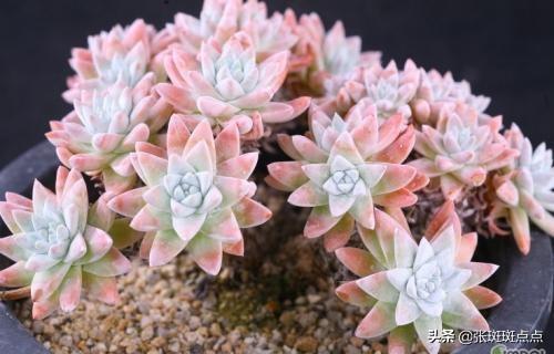 肉锥花属:有关多肉植物的生长习性？