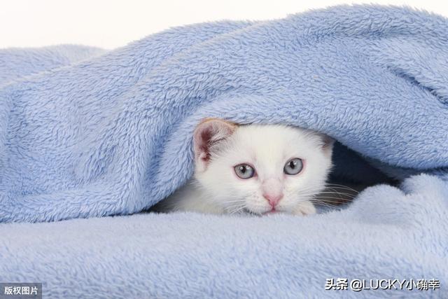 养猫注意事项:哪些养猫行为，其实是在让猫承受痛苦？ 养猫注意事项 寄生虫