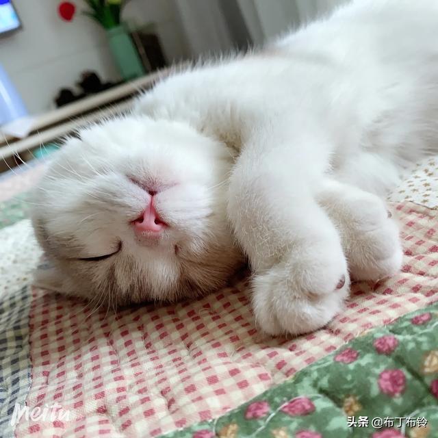 猫最佳喂食时间:猫咪饲养时有哪些注意事项？