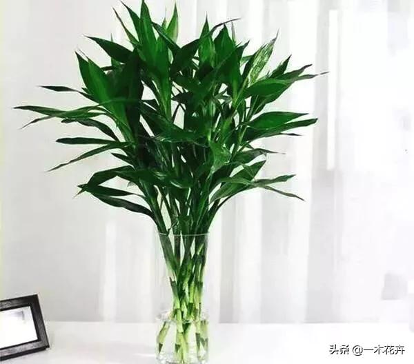 水养富贵竹有三大忌,富贵竹为什么一般都是水培？