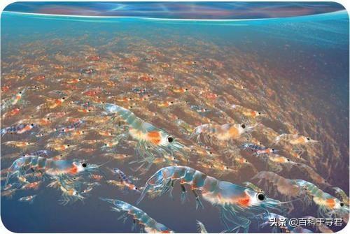海豹集体午睡:海尔员工午睡被开除：如果不是普通员工还会是这样的结果吗
