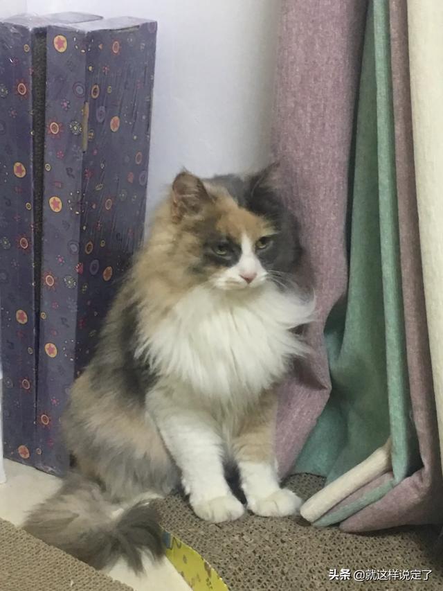 什么猫好养不贵,适合学生党养？
