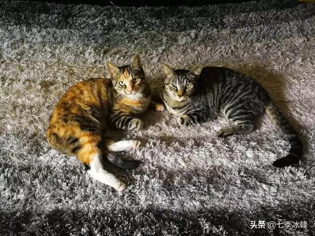 你什么时候被猫的智商震惊了？插图21