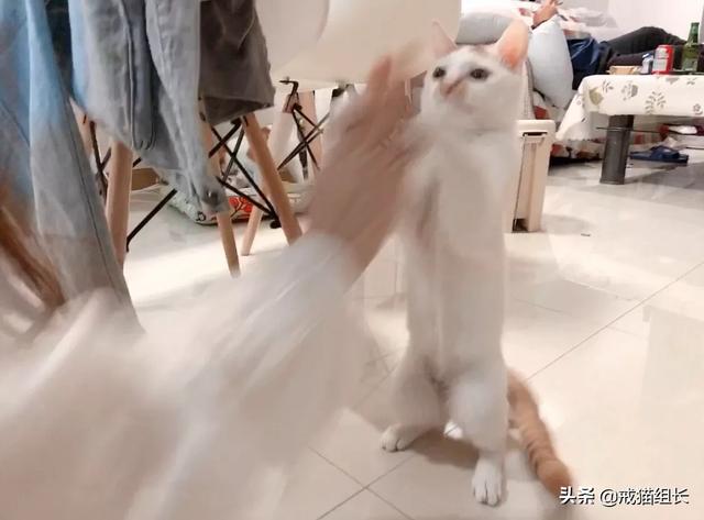 闷猫:猫喜欢吃塑料，该怎么办？