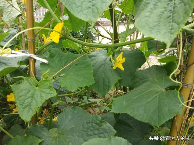 猫怕黄瓜图片gif:夏天要到了，对于蛇这种动物，你们会感到恐怖吗？