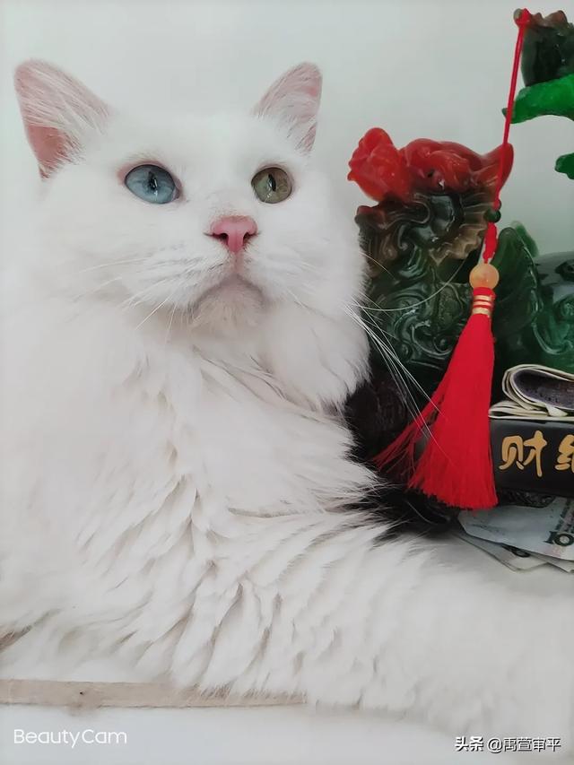 伯纳天纯和发育宝猫粮哪个好:有哪些好的合适的猫粮品牌，安全和性价比都比较优秀的？