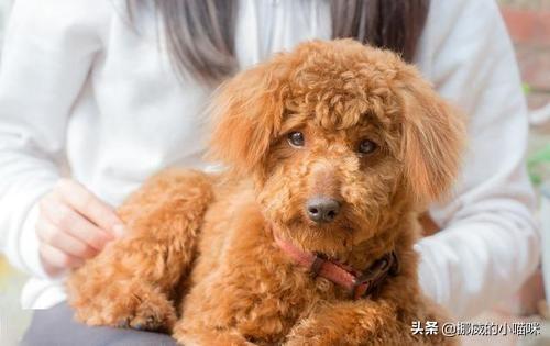 捡到一只流浪狗很爱喝水:狗狗肾衰竭很喜欢喝水怎么回事？