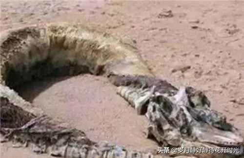 武汉营川坠龙，85年前，坠落营口的巨大生物真不是龙吗