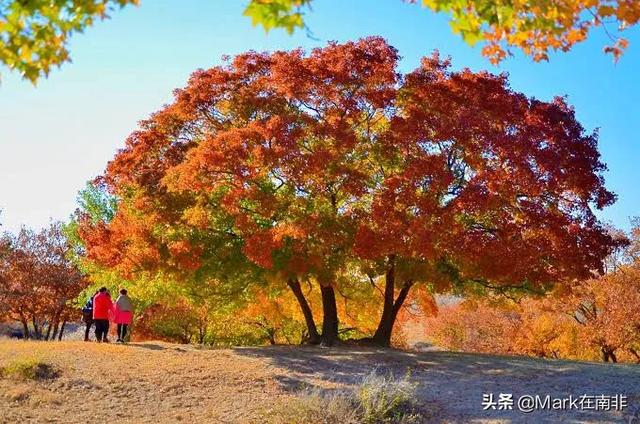 五角枫产地12公分价格:五角枫现在市场行情怎么样？