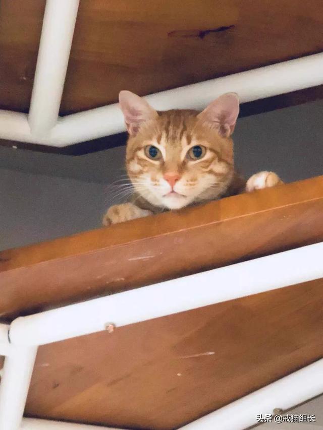 猫咪不乖by:猫咪好像不开心，怎么办？