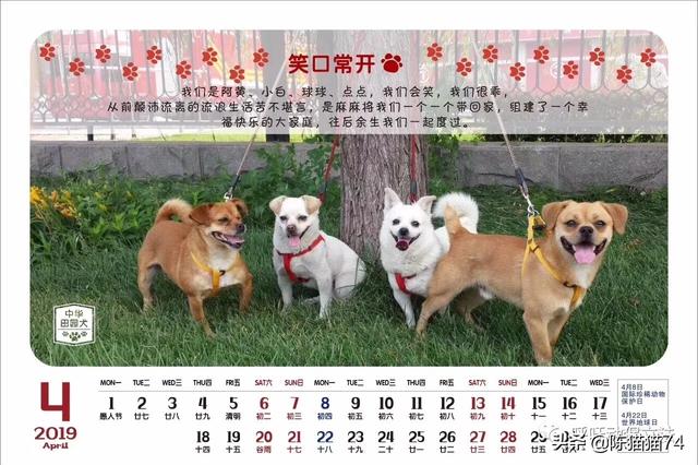 康多乐狗粮是国产的吗:网上叫嚣着国产猫粮不好，养猫只能喂进口猫粮是什么心态？