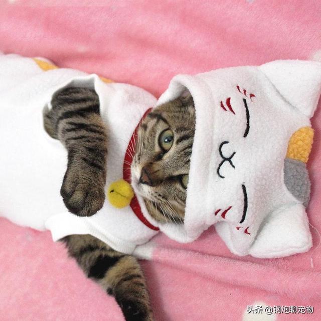 猫窝:猫窝怎么做手工制作 以前农村人冬天穿的保暖鞋“猫窝子”是怎么做的？真的保暖吗？