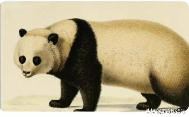 熊猫是食肉动物吗，请问，是“熊猫”还是“猫熊”究竟是猫还是熊