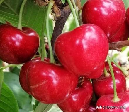鲁樱三号可以用美早樱桃作为授粉树吗，注意什么？