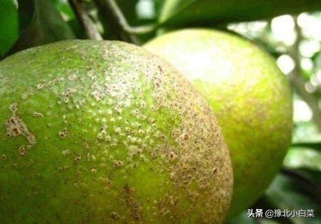 沙皮:怎样清除掉柑桔果上已产生的砂皮？ 沙皮狗多少钱一只
