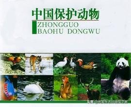 野兔的生活习性你了解吗:野兔的生活习性是什么 野兔是不是保护动物？为什么？