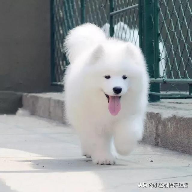 萨摩耶图片:那么多人喜欢萨摩耶，它身上有哪些小秘密呢？