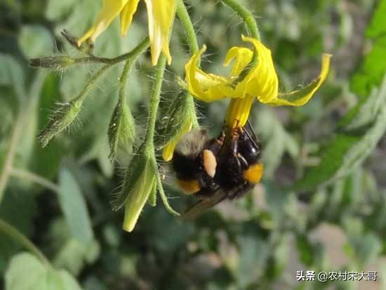 法国贵妇犬蛾 采集:大棚种植技术花粉靠什么传播？ 贵妇犬介绍