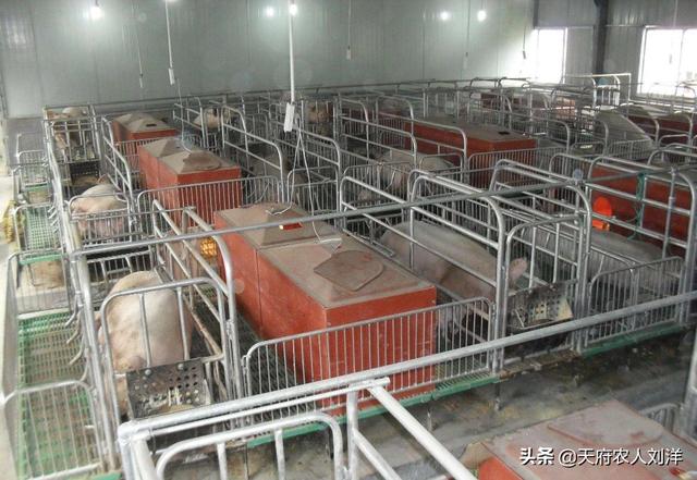 动物疫情测报终端:兽医技术人员如何监控猪场可能发生的疫病？