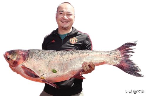 盘鮈鱼:昆明滇池里的鱼到底能不能吃？