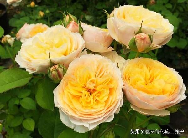 vents月季花品种介绍及图片:伊芙月季里最香的品种 月季朱丽叶好种吗？有哪些技巧？