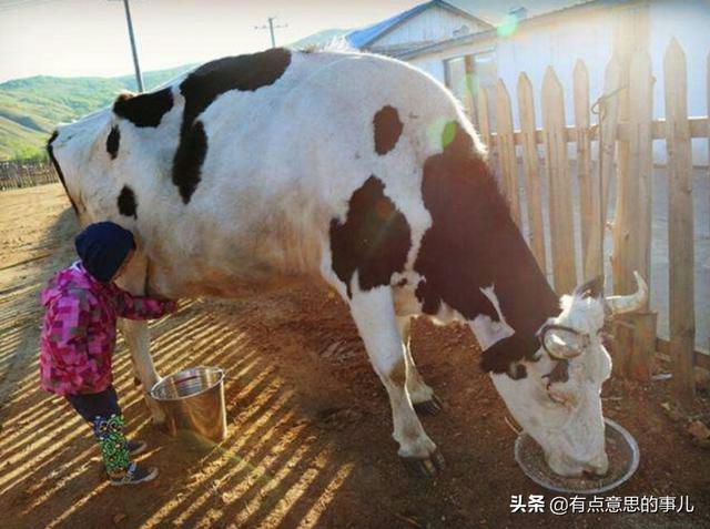 奶牛饲养设备:在农村养一头奶牛一年有多少收入？