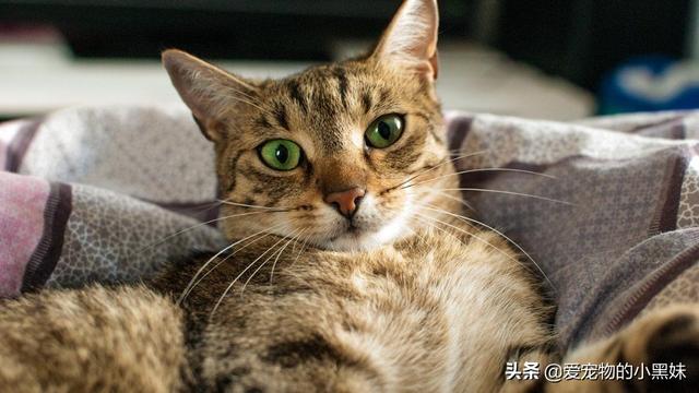 猫传染病:猫传染病有哪些 猫咪得了传染性腹膜炎，怎么办？