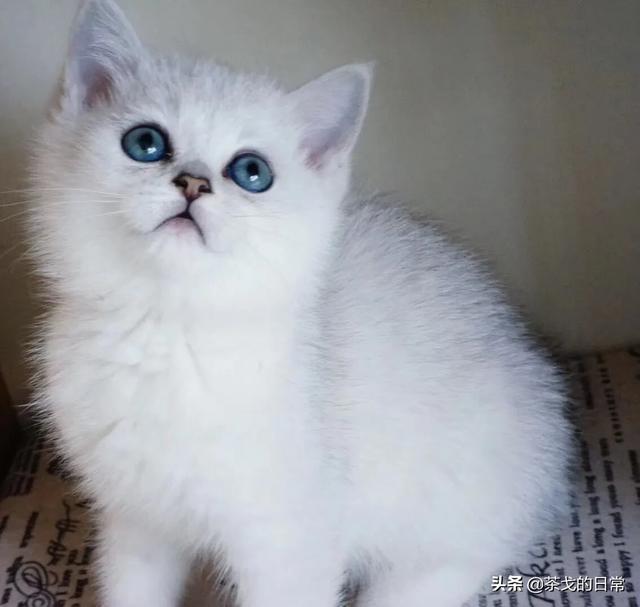 如何区别金点猫,银点猫,银渐层猫？