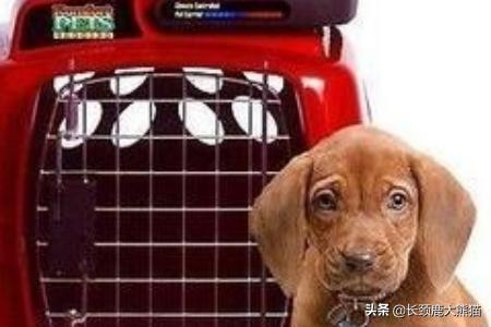狗狗打喷嚏 流鼻涕:狗狗很活泼但是打喷嚏，狗狗老是打喷嚏哼鼻子？ 狗狗打喷嚏流鼻涕但是精神很好