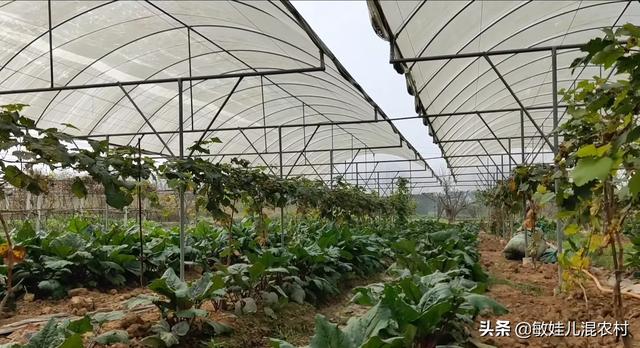 南方葡萄种植技术大全:大棚葡萄种植技术大全 红乳葡萄如何种植？红乳葡萄种植技术？