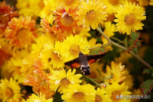 头条问答 北方的秋天适合栽种什么花卉 24个回答