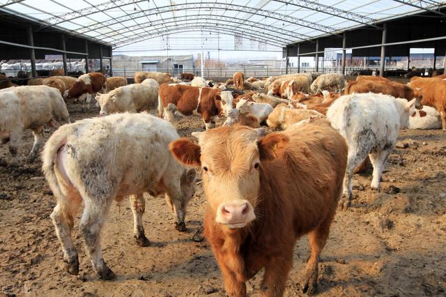 济宁 肉食狗 基地:济宁有养肉食狗的吗 养殖肉狗有哪些比较好的建议？