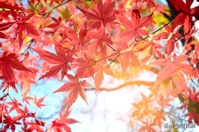 各国的国花,各国的国花分别是什么花？